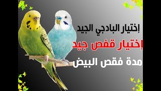 أساسيات تربية طيور البادجي مع #محترف_الطيور