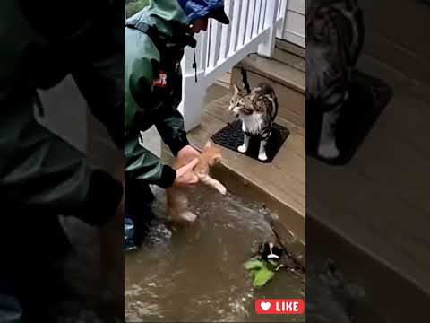 Flood Rescue Mother Cat And Kitten Saved Just In Time