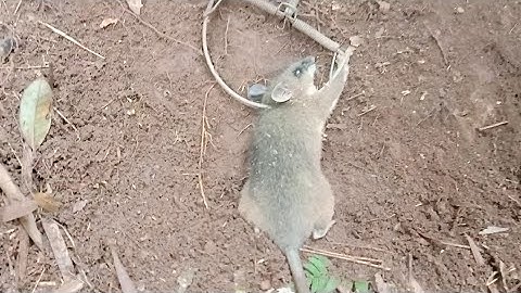 Thăm Bẫy Chuột Rừng Xem Quá Đã.