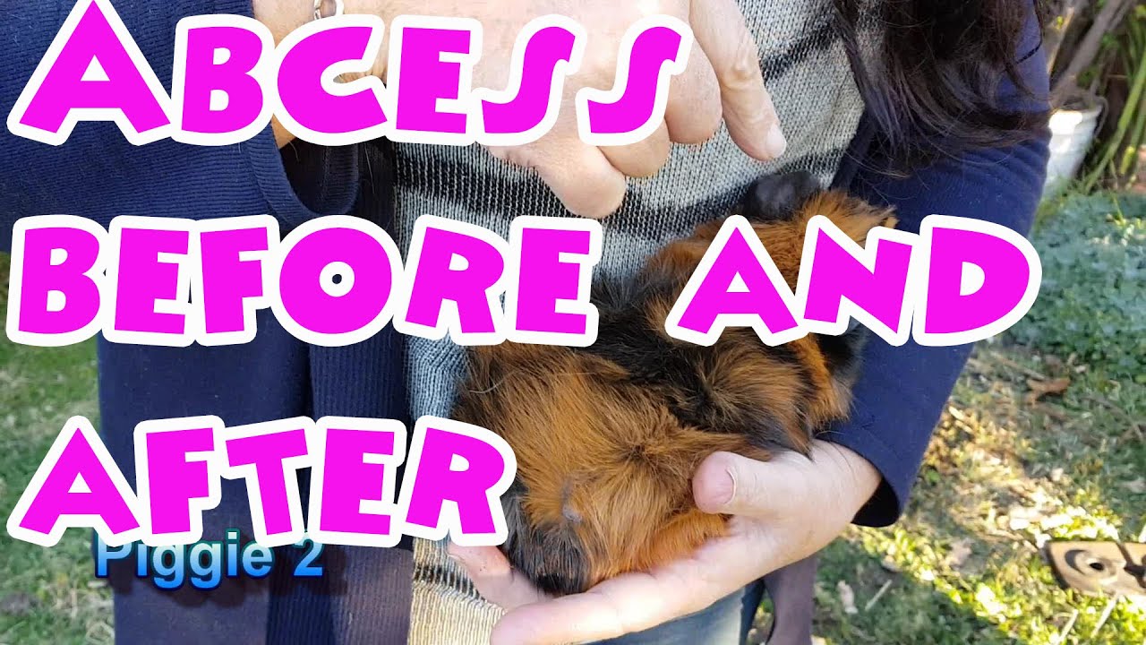 Guinea pig abscess before and after comparison YouTube