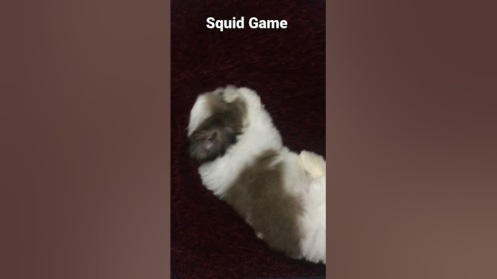 Squid Game best Bruno Shih Tzu Puppy