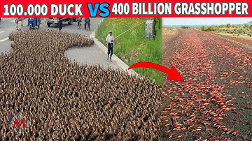 Watch How the 100 Thousand Duck Army Equipped to Fight Grasshoppers!