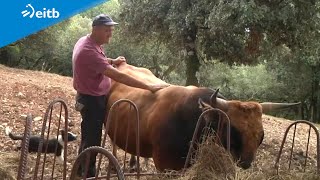 La sequía deja sin comida a los animales que se alimentan de la hierba verde de los montes