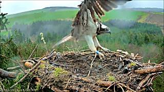 29 Mar 26 1449 5F-Seren Lands On Windy, Muddy Nest Naturalresourceswales,Clywedog
