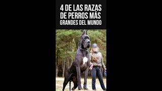 4 de Las Razas de  Perros más grandes del mundo