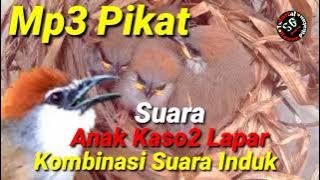 Suara Anak Burung Kaso Kaso Lapar Untuk Pikat,Kombinasi Suara Indukan