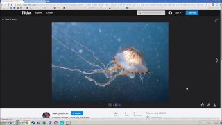 Searching Flickr for Creative Commons Licensed Images