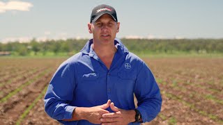 Movento Insecticide By Bayer Cotton Crops 200