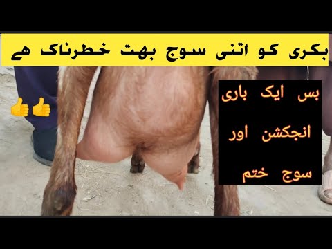 بکری کے تھنوں میں سوجن اصل وجوہات دیسی اور میڈیکل علاج