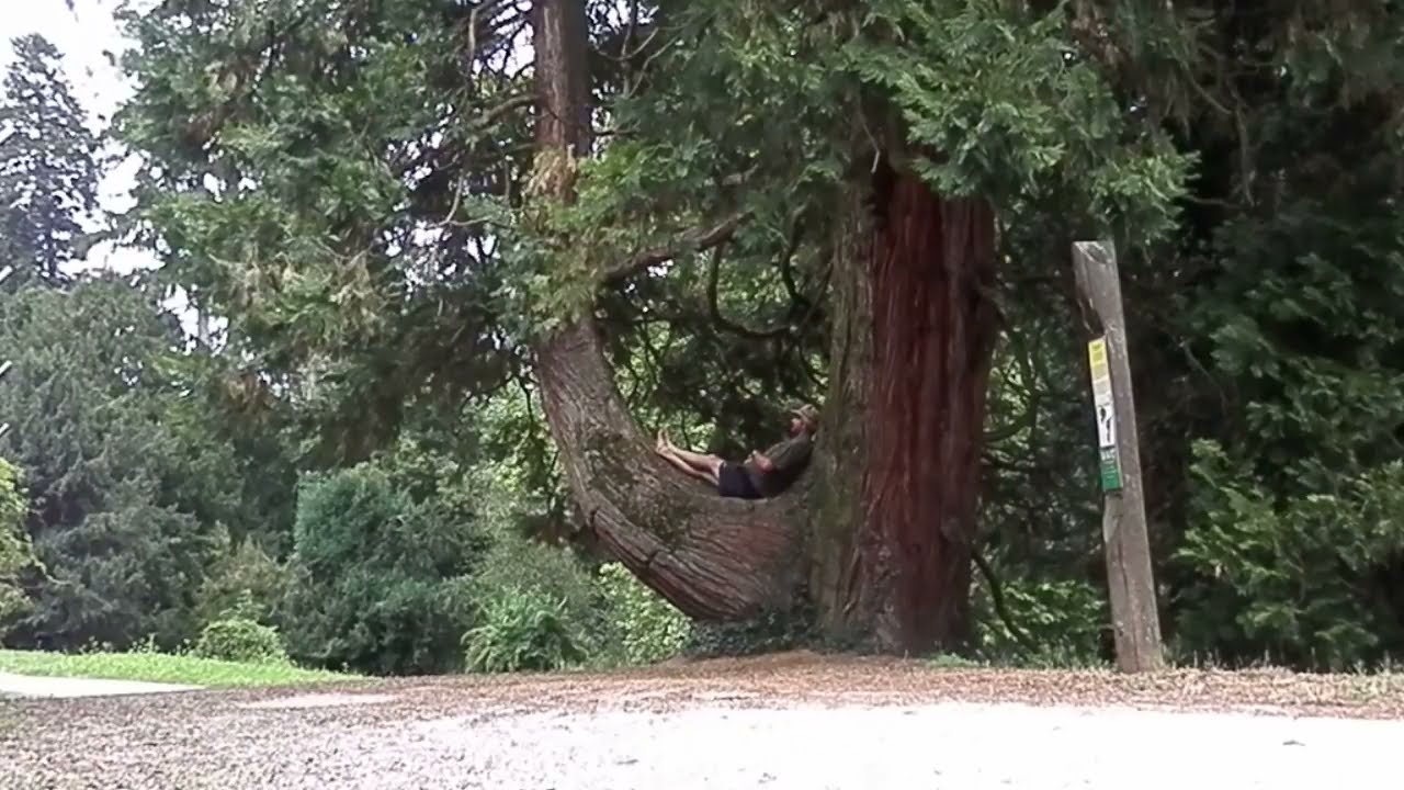 Calocedrus decurrens, Arboretum opeka, Vinica, Hrvaška