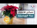 البوينسيتيا نصائح للاعتناء بهذه النبتة الحساسة