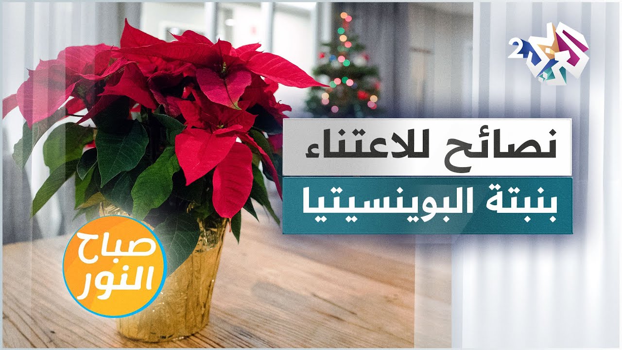 البوينسيتيا.. نصائح للاعتناء بهذه النبتة الحساسة