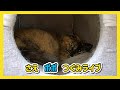 🔴【にこりら】さえポポつぐみライブ😸