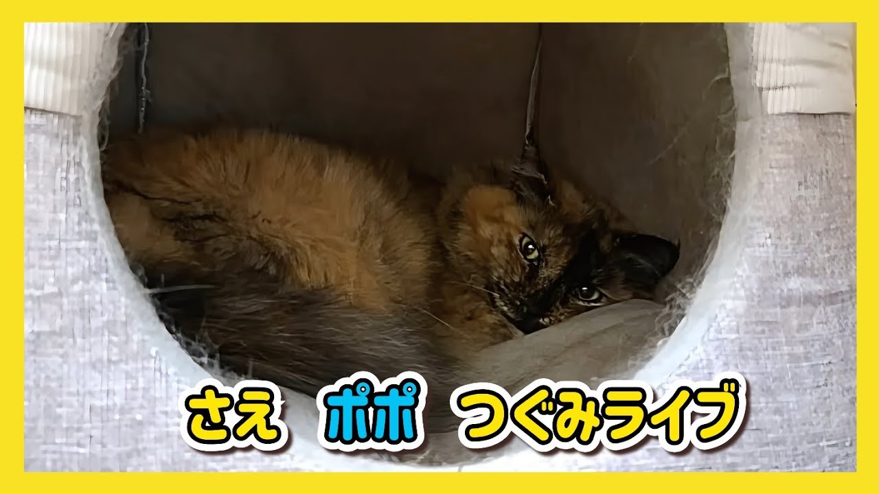 🔴【にこりら】さえポポつぐみライブ😸 - YouTube