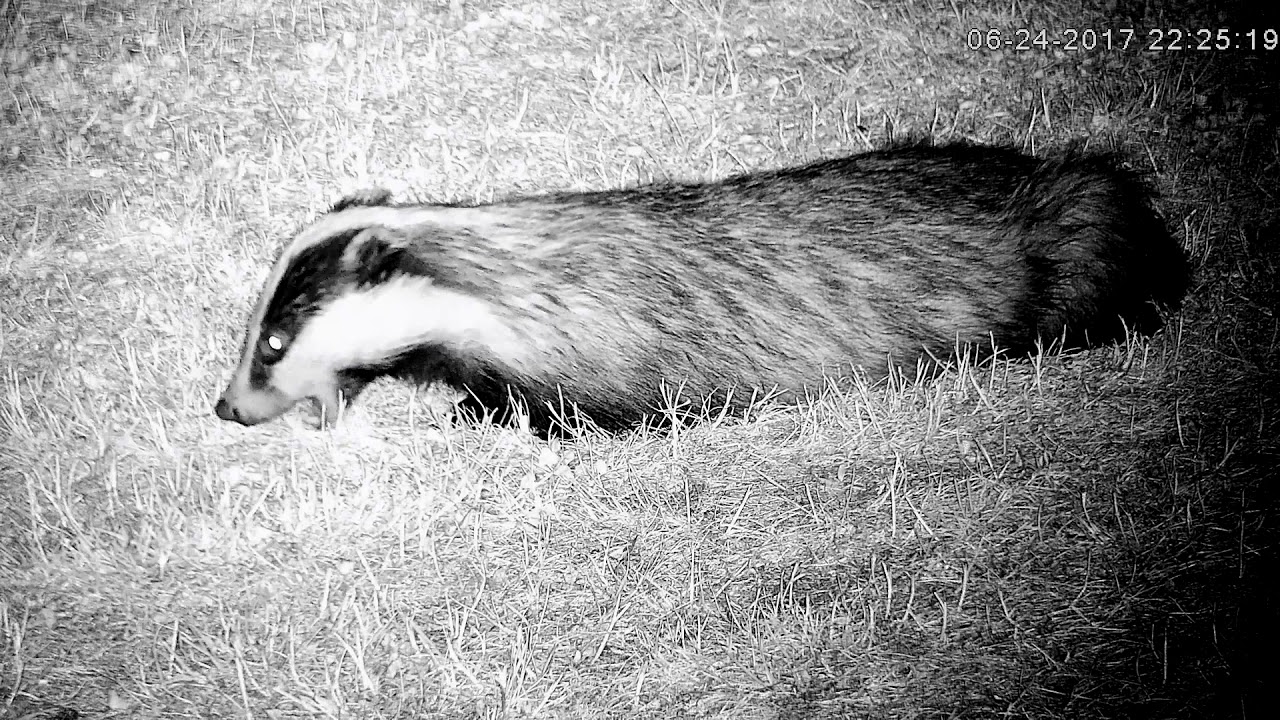 england traduccion Lazy badger lying down while feeding