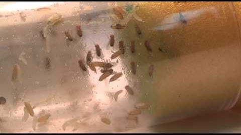 GENETICS: Drosophila LARVAE