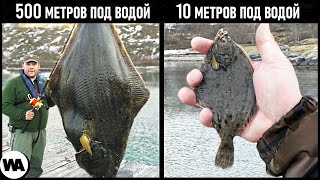 Почему Рыбы Становятся Гигантами Глубоко Под Водой?