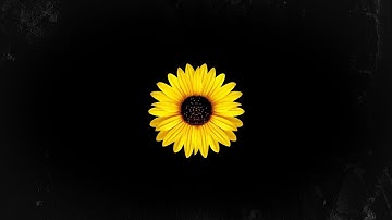 [FREE] Old School Boom Bap Type Beat "Pulse" | Underground Hip Hop Rap Instrumental | Doz Beats