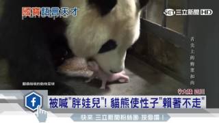 這隻貓熊懂人話！與飼養員「鬥嘴」曝光│三立新聞台