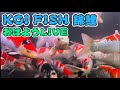 KOI FISH 錦鯉LIVE #錦鯉 #koi #carp #アクアリウム #金魚 #錦鯉水槽飼育