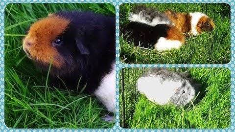 Guinea Pigs Outside for the First Time! | Squeak Dreams