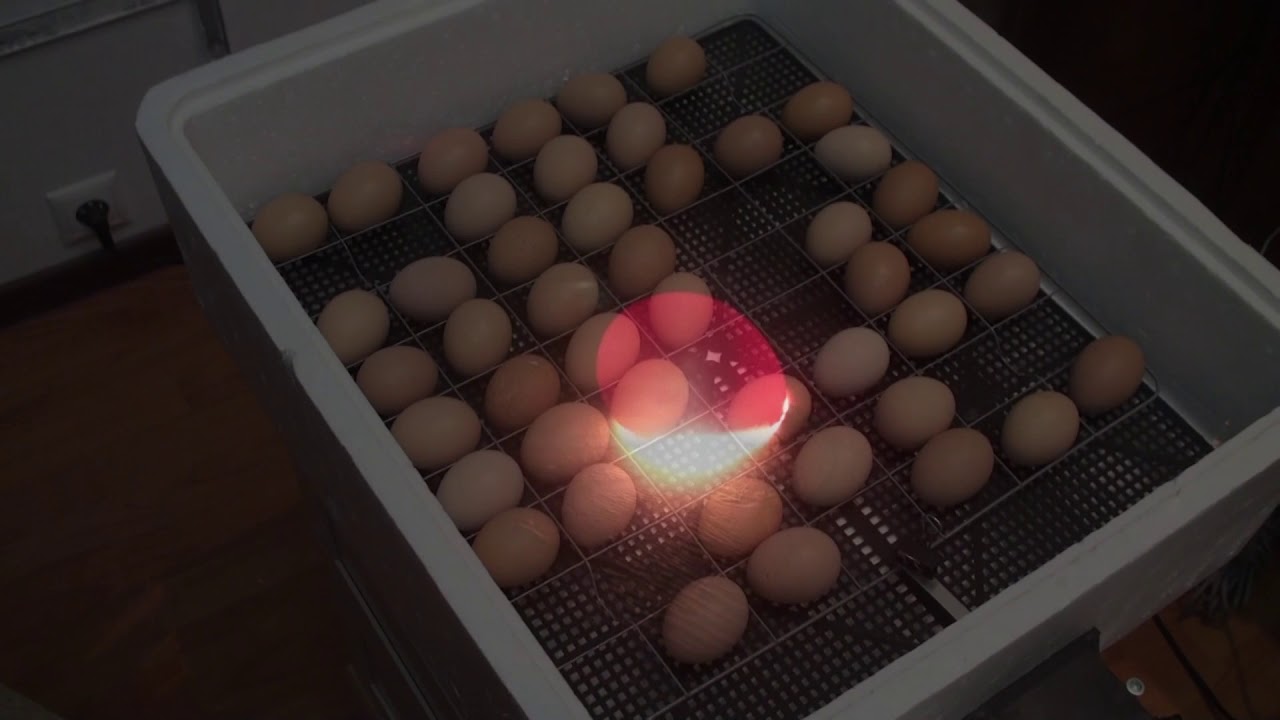 Овоскопирование куриных яиц по дням фото. Инкубационное яйцо овоскопирование. Овоскопирование мускусной утки. Инкубация мастер грей. Овоскопирование яиц перепелок.