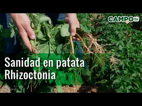 Video: Patatas Rhizoctonia