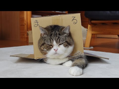 大人気の”まる箱”とねこ。-Very popular Maru Box and Cats.-