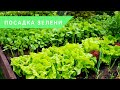 СОЧНЫЙ САЛАТ В СЕРЕДИНЕ ЛЕТА | Посев салата и защита от вредителей летом