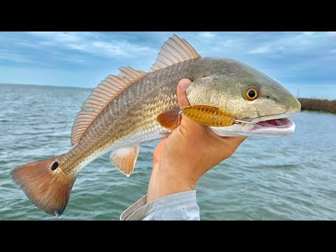 DO THIS If You Want To Catch More Redfish On Spoons 