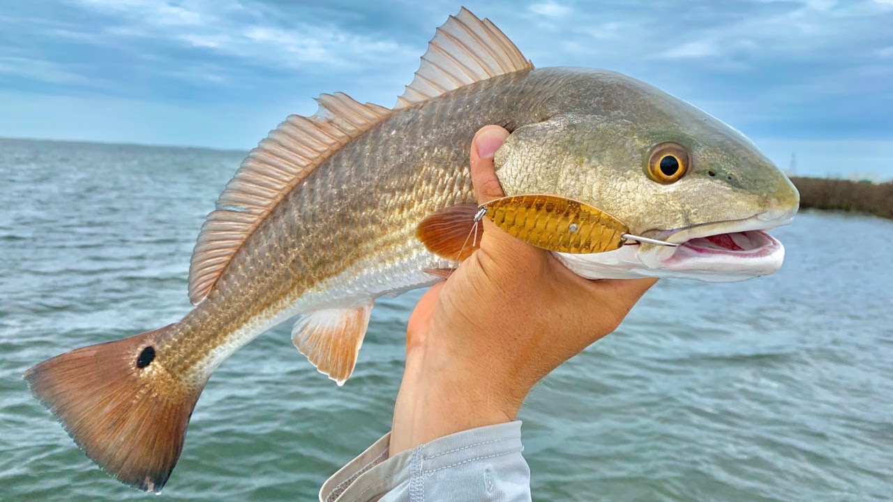 DO THIS If You Want To Catch More Redfish On Spoons 