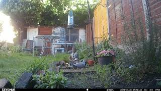 Collared Dove - 30th March 2024 by Wild Animals in a Wild Garden 20 views 2 weeks ago 7 minutes, 29 seconds