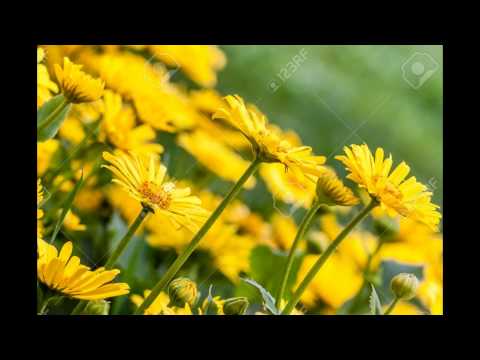 Видео: Doronicum продълговати листа