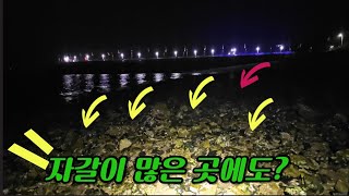 수 많은 돌밑 해루질포인트에 머리만 내밀고 있는것들이 있다?!!(+ft.돌밭)