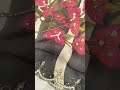 #saree #newcollection #trending #viralvideo #print #handwork #print #digital #puresilk