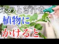 【捨てないで！】米のとぎ汁は園芸で驚くべき効果があります【乳酸菌発酵】