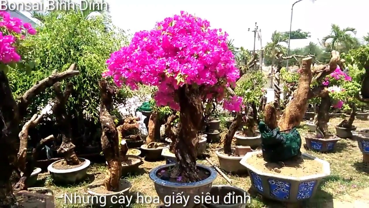Vườn Bonsai với những cây hoa giấy Khủng - Bonsai Binh Dinh - YouTube