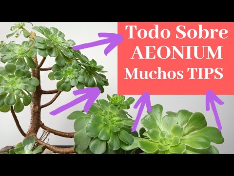 Video: Aeonium Care: cómo cultivar una planta Aeonium