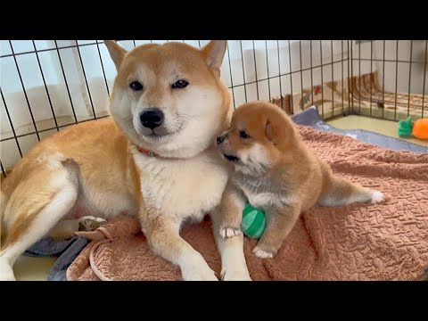 母柴犬と子犬の優しい時間