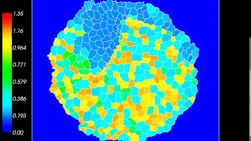 Cellular Potts Model Rho GTPase Synchrony (Forced Oscillations)
