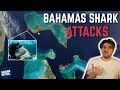 Bahamas shark attacks shark scientist opinion