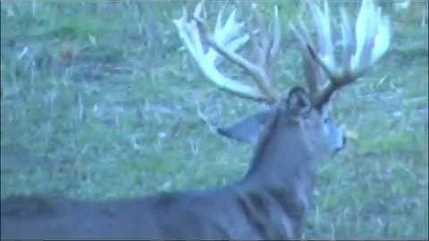 Monster Whitetail with GrizzlyStik Arrow and Broadhead SCI 308 7/8" http://www.AlaskaBowhunting.com