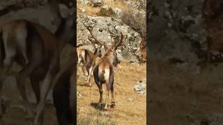 Deers / Kızıl Geyikler #okaysahin #deer #wildlife