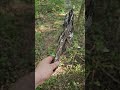 survival punk wood