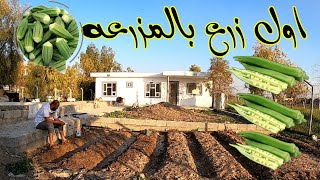 موسم زراعه الباميا  -  زرعنا باميا 🌱