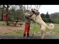 Anatolian shepherd | Turkish Kangal dogs.