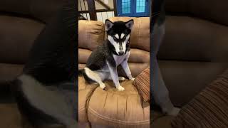 Why you should get a Siberian husky! #dog #husky #siberianhusky #cute #puppy