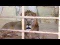 رحلة الى حديقة الحيوانات في الاردن -Did you visit the zoo in Jordan
