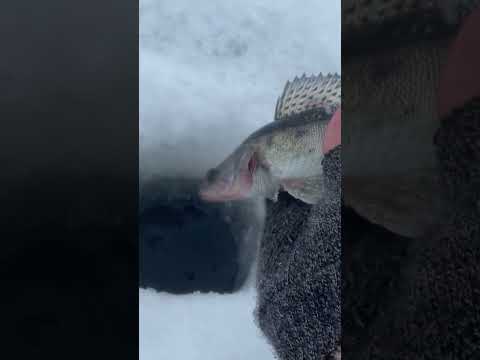 Судак малыш #shorts #tiktok #fishing #рыбалка #первыйлед #zander