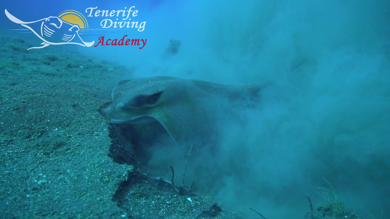Eagle Ray Digging a Hole - YouTube